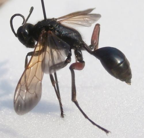 Chalybion femoratum